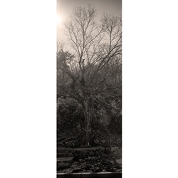 dailyPhoto21